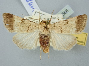  (Dichagyris rhadamanthys - BGE_ZSM_LEP_2566)  @11 [ ] by-nc-sa (2025) SNSB, Staatliche Naturwissenschaftliche Sammlungen Bayerns ZSM (SNSB, Zoologische Staatssammlung Muenchen)