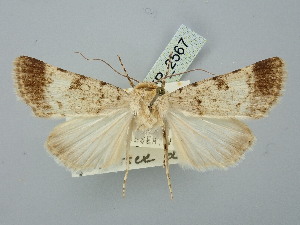 ( - BGE_ZSM_LEP_2567)  @11 [ ] by-nc-sa (2025) SNSB, Staatliche Naturwissenschaftliche Sammlungen Bayerns ZSM (SNSB, Zoologische Staatssammlung Muenchen)