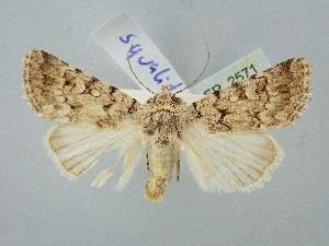  ( - BGE_ZSM_LEP_2571)  @11 [ ] by-nc-sa (2025) SNSB, Staatliche Naturwissenschaftliche Sammlungen Bayerns ZSM (SNSB, Zoologische Staatssammlung Muenchen)