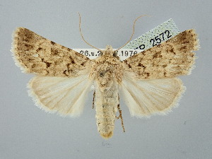  ( - BGE_ZSM_LEP_2572)  @11 [ ] by-nc-sa (2025) SNSB, Staatliche Naturwissenschaftliche Sammlungen Bayerns ZSM (SNSB, Zoologische Staatssammlung Muenchen)