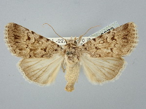  ( - BGE_ZSM_LEP_2573)  @11 [ ] by-nc-sa (2025) SNSB, Staatliche Naturwissenschaftliche Sammlungen Bayerns ZSM (SNSB, Zoologische Staatssammlung Muenchen)