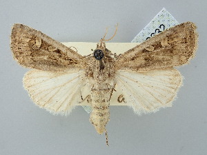  ( - BGE_ZSM_LEP_2632)  @11 [ ] by-nc-sa (2025) SNSB, Staatliche Naturwissenschaftliche Sammlungen Bayerns ZSM (SNSB, Zoologische Staatssammlung Muenchen)