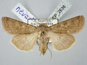  ( - BGE_ZSM_LEP_2638)  @11 [ ] by-nc-sa (2025) SNSB, Staatliche Naturwissenschaftliche Sammlungen Bayerns ZSM (SNSB, Zoologische Staatssammlung Muenchen)