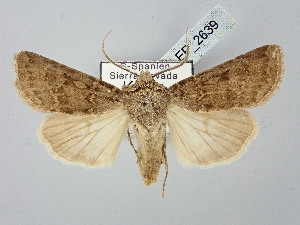  ( - BGE_ZSM_LEP_2639)  @11 [ ] by-nc-sa (2025) SNSB, Staatliche Naturwissenschaftliche Sammlungen Bayerns ZSM (SNSB, Zoologische Staatssammlung Muenchen)