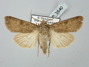  ( - BGE_ZSM_LEP_2640)  @11 [ ] by-nc-sa (2025) SNSB, Staatliche Naturwissenschaftliche Sammlungen Bayerns ZSM (SNSB, Zoologische Staatssammlung Muenchen)