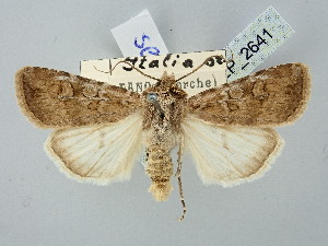  (Euxoa seliginis - BGE_ZSM_LEP_2641)  @11 [ ] by-nc-sa (2025) SNSB, Staatliche Naturwissenschaftliche Sammlungen Bayerns ZSM (SNSB, Zoologische Staatssammlung Muenchen)