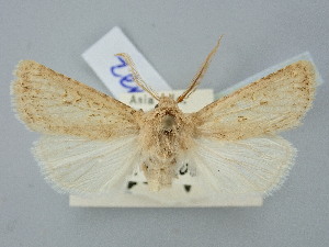  ( - BGE_ZSM_LEP_2647)  @11 [ ] by-nc-sa (2025) SNSB, Staatliche Naturwissenschaftliche Sammlungen Bayerns ZSM (SNSB, Zoologische Staatssammlung Muenchen)