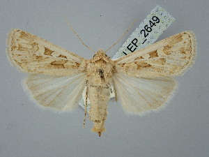  ( - BGE_ZSM_LEP_2649)  @11 [ ] by-nc-sa (2025) SNSB, Staatliche Naturwissenschaftliche Sammlungen Bayerns ZSM (SNSB, Zoologische Staatssammlung Muenchen)