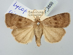  (Lycophotia cissigma - BGE_ZSM_LEP_2650)  @11 [ ] by-nc-sa (2025) SNSB, Staatliche Naturwissenschaftliche Sammlungen Bayerns ZSM (SNSB, Zoologische Staatssammlung Muenchen)