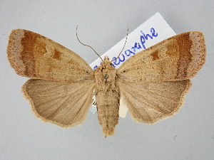  (Sineugraphe exusta - BGE_ZSM_LEP_2676)  @11 [ ] by-nc-sa (2025) SNSB, Staatliche Naturwissenschaftliche Sammlungen Bayerns ZSM (SNSB, Zoologische Staatssammlung Muenchen)