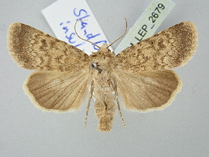  ( - BGE_ZSM_LEP_2679)  @11 [ ] by-nc-sa (2025) SNSB, Staatliche Naturwissenschaftliche Sammlungen Bayerns ZSM (SNSB, Zoologische Staatssammlung Muenchen)