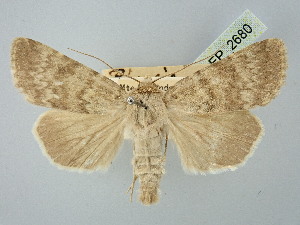  ( - BGE_ZSM_LEP_2680)  @11 [ ] by-nc-sa (2025) SNSB, Staatliche Naturwissenschaftliche Sammlungen Bayerns ZSM (SNSB, Zoologische Staatssammlung Muenchen)