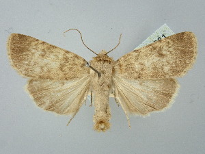  ( - BGE_ZSM_LEP_2681)  @11 [ ] by-nc-sa (2025) SNSB, Staatliche Naturwissenschaftliche Sammlungen Bayerns ZSM (SNSB, Zoologische Staatssammlung Muenchen)