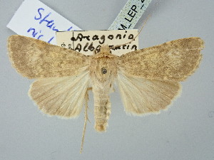  ( - BGE_ZSM_LEP_2682)  @11 [ ] by-nc-sa (2025) SNSB, Staatliche Naturwissenschaftliche Sammlungen Bayerns ZSM (SNSB, Zoologische Staatssammlung Muenchen)