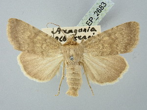  ( - BGE_ZSM_LEP_2683)  @11 [ ] by-nc-sa (2025) SNSB, Staatliche Naturwissenschaftliche Sammlungen Bayerns ZSM (SNSB, Zoologische Staatssammlung Muenchen)