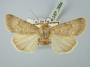  ( - BGE_ZSM_LEP_2684)  @11 [ ] by-nc-sa (2025) SNSB, Staatliche Naturwissenschaftliche Sammlungen Bayerns ZSM (SNSB, Zoologische Staatssammlung Muenchen)