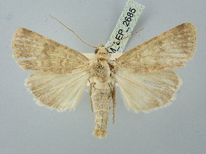  ( - BGE_ZSM_LEP_2685)  @11 [ ] by-nc-sa (2025) SNSB, Staatliche Naturwissenschaftliche Sammlungen Bayerns ZSM (SNSB, Zoologische Staatssammlung Muenchen)