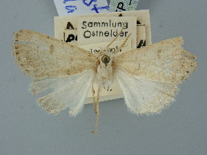  (Xestia palaestinensis - BGE_ZSM_LEP_2689)  @11 [ ] by-nc-sa (2025) SNSB, Staatliche Naturwissenschaftliche Sammlungen Bayerns ZSM (SNSB, Zoologische Staatssammlung Muenchen)
