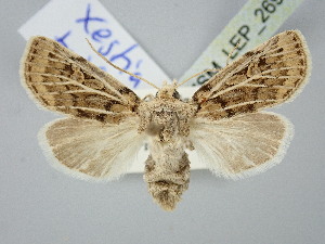  ( - BGE_ZSM_LEP_2694)  @11 [ ] by-nc-sa (2025) SNSB, Staatliche Naturwissenschaftliche Sammlungen Bayerns ZSM (SNSB, Zoologische Staatssammlung Muenchen)