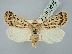  ( - BGE_ZSM_LEP_2695)  @11 [ ] by-nc-sa (2025) SNSB, Staatliche Naturwissenschaftliche Sammlungen Bayerns ZSM (SNSB, Zoologische Staatssammlung Muenchen)