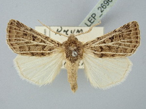  ( - BGE_ZSM_LEP_2696)  @11 [ ] by-nc-sa (2025) SNSB, Staatliche Naturwissenschaftliche Sammlungen Bayerns ZSM (SNSB, Zoologische Staatssammlung Muenchen)
