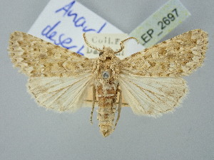  ( - BGE_ZSM_LEP_2697)  @11 [ ] by-nc-sa (2025) SNSB, Staatliche Naturwissenschaftliche Sammlungen Bayerns ZSM (SNSB, Zoologische Staatssammlung Muenchen)