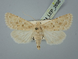  ( - BGE_ZSM_LEP_2698)  @11 [ ] by-nc-sa (2025) SNSB, Staatliche Naturwissenschaftliche Sammlungen Bayerns ZSM (SNSB, Zoologische Staatssammlung Muenchen)