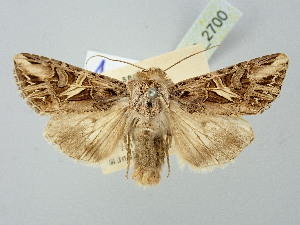  (Anarta furca - BGE_ZSM_LEP_2700)  @11 [ ] by-nc-sa (2025) SNSB, Staatliche Naturwissenschaftliche Sammlungen Bayerns ZSM (SNSB, Zoologische Staatssammlung Muenchen)