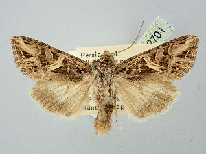 ( - BGE_ZSM_LEP_2701)  @11 [ ] by-nc-sa (2025) SNSB, Staatliche Naturwissenschaftliche Sammlungen Bayerns ZSM (SNSB, Zoologische Staatssammlung Muenchen)