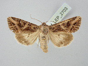  ( - BGE_ZSM_LEP_2703)  @11 [ ] by-nc-sa (2025) SNSB, Staatliche Naturwissenschaftliche Sammlungen Bayerns ZSM (SNSB, Zoologische Staatssammlung Muenchen)