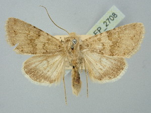  ( - BGE_ZSM_LEP_2708)  @11 [ ] by-nc-sa (2025) SNSB, Staatliche Naturwissenschaftliche Sammlungen Bayerns ZSM (SNSB, Zoologische Staatssammlung Muenchen)