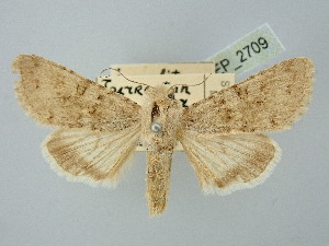  ( - BGE_ZSM_LEP_2709)  @11 [ ] by-nc-sa (2025) SNSB, Staatliche Naturwissenschaftliche Sammlungen Bayerns ZSM (SNSB, Zoologische Staatssammlung Muenchen)