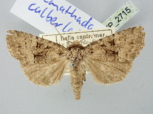  ( - BGE_ZSM_LEP_2715)  @11 [ ] by-nc-sa (2025) SNSB, Staatliche Naturwissenschaftliche Sammlungen Bayerns ZSM (SNSB, Zoologische Staatssammlung Muenchen)
