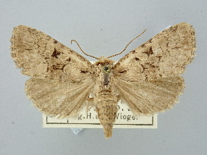  ( - BGE_ZSM_LEP_2716)  @11 [ ] by-nc-sa (2025) SNSB, Staatliche Naturwissenschaftliche Sammlungen Bayerns ZSM (SNSB, Zoologische Staatssammlung Muenchen)