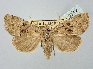  ( - BGE_ZSM_LEP_2717)  @11 [ ] by-nc-sa (2025) SNSB, Staatliche Naturwissenschaftliche Sammlungen Bayerns ZSM (SNSB, Zoologische Staatssammlung Muenchen)
