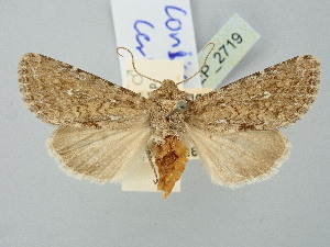  (Conisania cervina - BGE_ZSM_LEP_2719)  @11 [ ] by-nc-sa (2025) SNSB, Staatliche Naturwissenschaftliche Sammlungen Bayerns ZSM (SNSB, Zoologische Staatssammlung Muenchen)