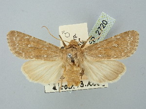  ( - BGE_ZSM_LEP_2720)  @11 [ ] by-nc-sa (2025) SNSB, Staatliche Naturwissenschaftliche Sammlungen Bayerns ZSM (SNSB, Zoologische Staatssammlung Muenchen)