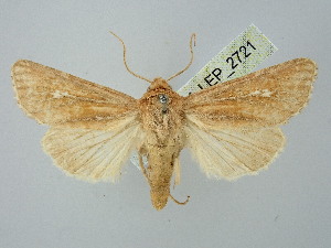  ( - BGE_ZSM_LEP_2721)  @11 [ ] by-nc-sa (2025) SNSB, Staatliche Naturwissenschaftliche Sammlungen Bayerns ZSM (SNSB, Zoologische Staatssammlung Muenchen)