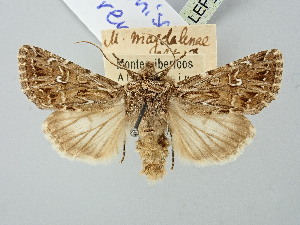  ( - BGE_ZSM_LEP_2722)  @11 [ ] by-nc-sa (2025) SNSB, Staatliche Naturwissenschaftliche Sammlungen Bayerns ZSM (SNSB, Zoologische Staatssammlung Muenchen)