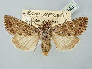 ( - BGE_ZSM_LEP_2723)  @11 [ ] by-nc-sa (2025) SNSB, Staatliche Naturwissenschaftliche Sammlungen Bayerns ZSM (SNSB, Zoologische Staatssammlung Muenchen)