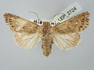  ( - BGE_ZSM_LEP_2724)  @11 [ ] by-nc-sa (2025) SNSB, Staatliche Naturwissenschaftliche Sammlungen Bayerns ZSM (SNSB, Zoologische Staatssammlung Muenchen)