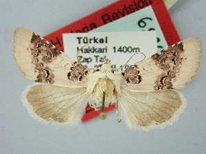  ( - BGE_ZSM_LEP_2729)  @11 [ ] by-nc-sa (2025) SNSB, Staatliche Naturwissenschaftliche Sammlungen Bayerns ZSM (SNSB, Zoologische Staatssammlung Muenchen)