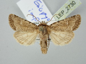  (Eriopygodes impar - BGE_ZSM_LEP_2730)  @11 [ ] by-nc-sa (2025) SNSB, Staatliche Naturwissenschaftliche Sammlungen Bayerns ZSM (SNSB, Zoologische Staatssammlung Muenchen)
