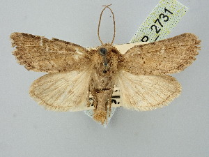  ( - BGE_ZSM_LEP_2731)  @11 [ ] by-nc-sa (2025) SNSB, Staatliche Naturwissenschaftliche Sammlungen Bayerns ZSM (SNSB, Zoologische Staatssammlung Muenchen)