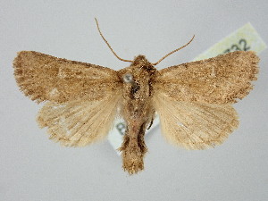  ( - BGE_ZSM_LEP_2732)  @11 [ ] by-nc-sa (2025) SNSB, Staatliche Naturwissenschaftliche Sammlungen Bayerns ZSM (SNSB, Zoologische Staatssammlung Muenchen)