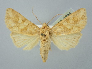  (Conisania luteago - BGE_ZSM_LEP_2734)  @11 [ ] by-nc-sa (2025) SNSB, Staatliche Naturwissenschaftliche Sammlungen Bayerns ZSM (SNSB, Zoologische Staatssammlung Muenchen)
