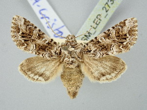  ( - BGE_ZSM_LEP_2736)  @11 [ ] by-nc-sa (2025) SNSB, Staatliche Naturwissenschaftliche Sammlungen Bayerns ZSM (SNSB, Zoologische Staatssammlung Muenchen)