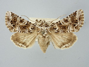  ( - BGE_ZSM_LEP_2738)  @11 [ ] by-nc-sa (2025) SNSB, Staatliche Naturwissenschaftliche Sammlungen Bayerns ZSM (SNSB, Zoologische Staatssammlung Muenchen)
