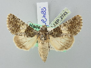  ( - BGE_ZSM_LEP_2743)  @11 [ ] by-nc-sa (2025) SNSB, Staatliche Naturwissenschaftliche Sammlungen Bayerns ZSM (SNSB, Zoologische Staatssammlung Muenchen)