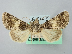  ( - BGE_ZSM_LEP_2746)  @11 [ ] by-nc-sa (2025) SNSB, Staatliche Naturwissenschaftliche Sammlungen Bayerns ZSM (SNSB, Zoologische Staatssammlung Muenchen)